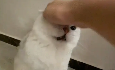 猫咪对人哈气,几人用手指猫咪 猫咪对人哈气,几人用手指猫咪