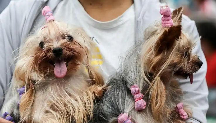 宠物经济迈向高质量发展新阶段 宠物经济迈向高质量发展新阶段