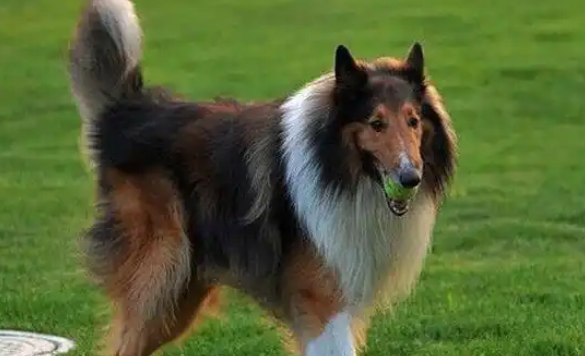 苏格兰牧羊犬能活多久？科学养护延长爱犬陪伴时光