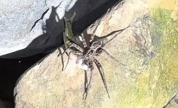 浙江男子夜钓遇蜘蛛抓鱼，鱼比蜘蛛还大，网友：抓鸟的都有！