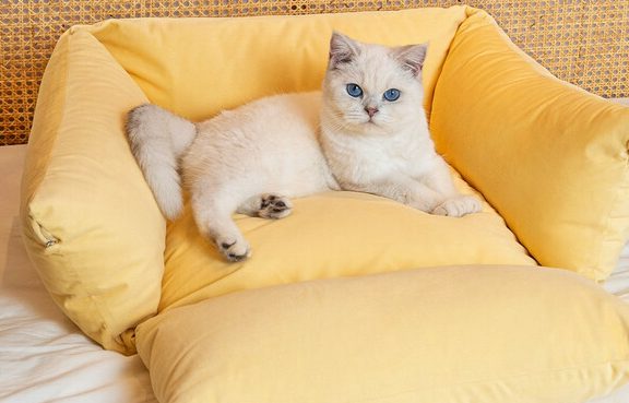 Joyboox宠物窝有必要买吗 Joyboox宠物窝有必要买吗