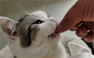 猫咪大便有虫是什么病引起的