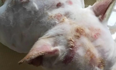 宠物皮肤瘙痒怎么办？宠特佳，犬猫皮肤问题的“全能克星”
