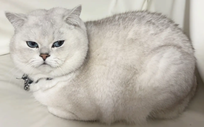 为什么养银渐层猫的人多？藏在细节里的感官小天才