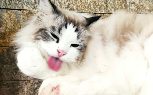 成都网红猫 “拽姐” 治愈百万网友,成打工人的 “精神嘴替” 成都网红猫 “拽姐” 治愈百万网友,成打工人的 “精神嘴替”