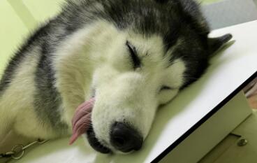 狗狗突然抽搐是什么病导致? 狗狗突然抽搐是什么病导致?