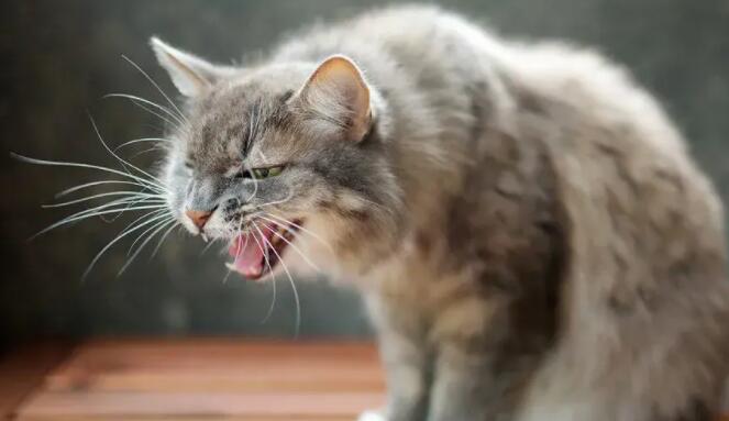 猫咪咳嗽打喷嚏可能得什么病? 猫咪咳嗽打喷嚏可能得什么病?