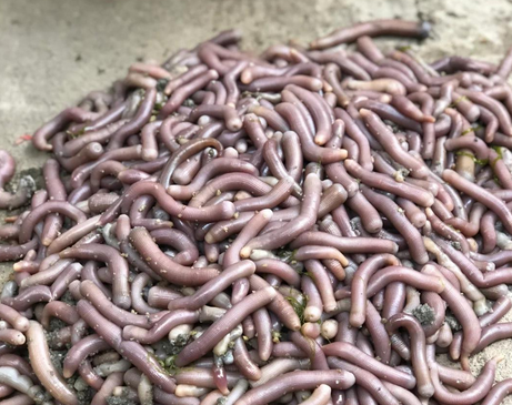 干沙虫有什么功效和营养价值