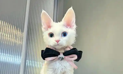 德文卷毛猫养殖全攻略:价格、窝的选择与日常护理 德文卷毛猫养殖全攻略:价格、窝的选择与日常护理