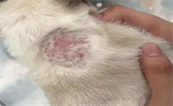 猫咪掉毛严重会是皮肤病吗？