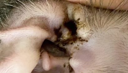 猫咪有耳螨用什么药好得快啊 猫咪有耳螨用什么药好得快啊