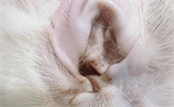 猫咪有耳螨是什么症状