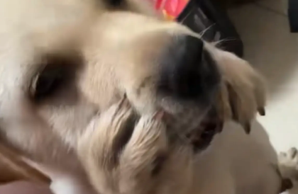 狗子护食跟别的狗不一样,是用爪子捂嘴护食 狗子护食跟别的狗不一样,是用爪子捂嘴护食