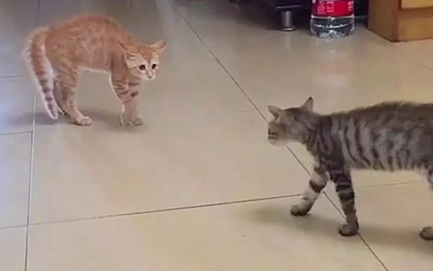 两猫相遇，以为大战一触即发，结果却是爱情来得太快 
