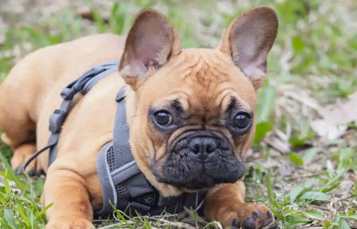 英国斗牛犬是烈性犬吗？揭秘其温柔真相：被误解的“烈性犬”