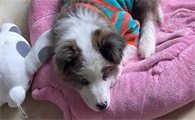 狗狗呕吐带血粘液怎么治疗