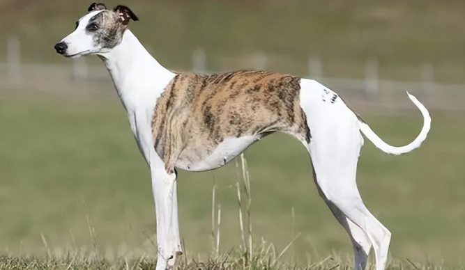 惠比特犬认你做主人的表现，你知道吗？