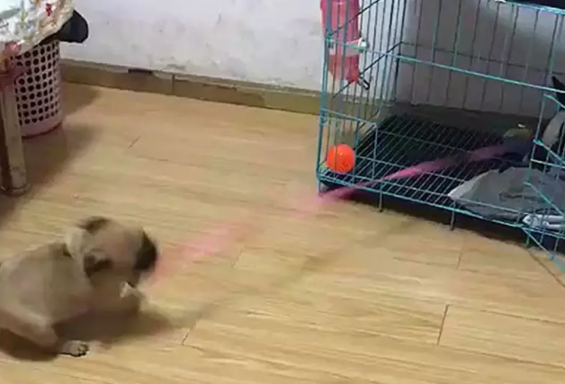 兔子把狗窝占了,气的狗狗咬着绳子往外拉:你给我出来 兔子把狗窝占了,气的狗狗咬着绳子往外拉:你给我出来