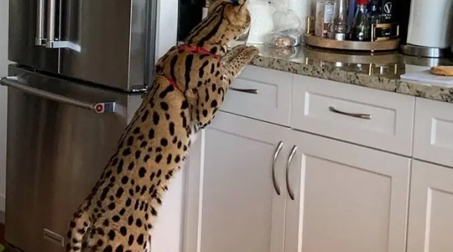 河北石家庄发现薮猫,本应在非洲的猛兽,为何在我国野外出现了? 河北石家庄发现薮猫,本应在非洲的猛兽,为何在我国野外出现了?