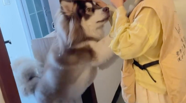 女子上门代喂，被100多斤阿拉斯加犬咬伤遭毁容