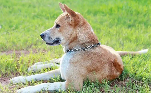 中华田园犬智商大揭秘：排名曝光，了解欲望爆棚
