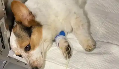 从狗狗打架到病犬三倍赔,三起涉宠纠纷教你如何维权 从狗狗打架到病犬三倍赔,三起涉宠纠纷教你如何维权