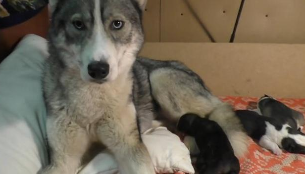 二哈生了一窝奶狗,主人想靠近却被驱赶,网友:这样很危险 二哈生了一窝奶狗,主人想靠近却被驱赶,网友:这样很危险