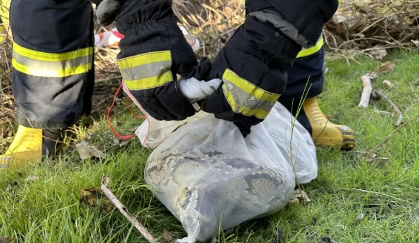 事发广东!高速收费站附近惊现2米长蟒蛇! 事发广东!高速收费站附近惊现2米长蟒蛇!