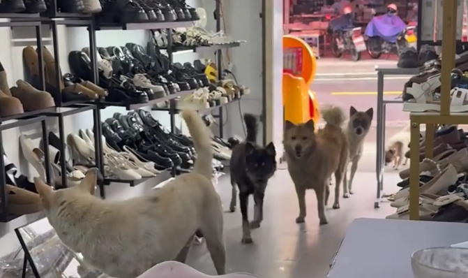 女子的鞋店来了五只狗顾客。网友:看似一身毛, 实则一毛都没有 女子的鞋店来了五只狗顾客。网友:看似一身毛, 实则一毛都没有