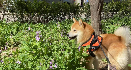 宠物经济引领消费新潮流产业市场背后的创新与温度 宠物经济引领消费新潮流产业市场背后的创新与温度