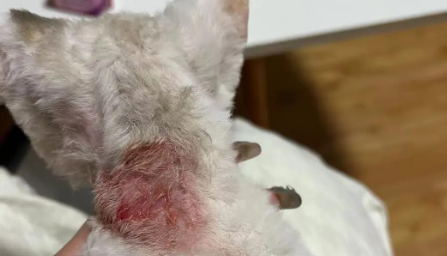 猫得皮肤病吃什么药好