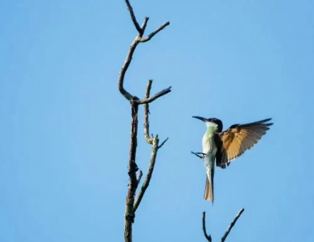 “中国最美的小鸟”现身九华山！ 