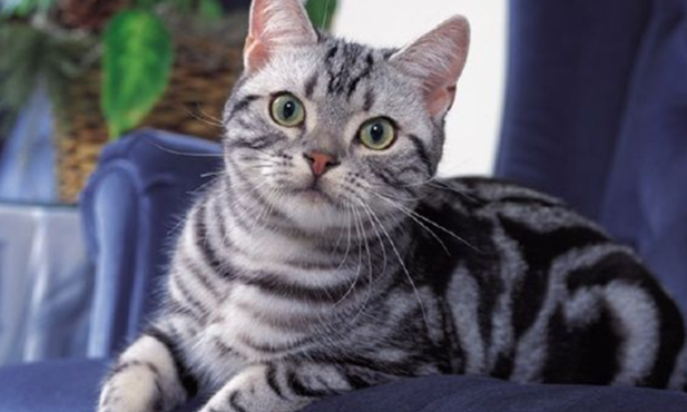 美国短毛猫的生理密码与寿命奥秘:健壮体质下的长寿之道 美国短毛猫的生理密码与寿命奥秘:健壮体质下的长寿之道