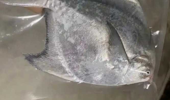 海南女子展示罕见活体斗鲳,有人报价上万! 海南女子展示罕见活体斗鲳,有人报价上万!