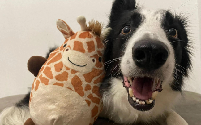 研究发现天赋异禀的狗具有人类般的“词语标签”理解能力 研究发现天赋异禀的狗具有人类般的“词语标签”理解能力