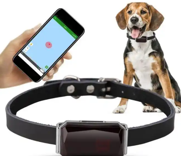 宠智灵科技助力宠物智能硬件设备厂商开辟新增长点