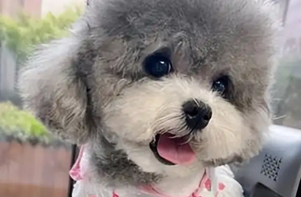 如何挑选纯种贵宾犬?别只顾看颜值,这几点才是关键! 如何挑选纯种贵宾犬?别只顾看颜值,这几点才是关键!