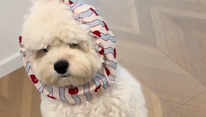 狗子戴着围脖显得很老成。网友:退休有十多年了 狗子戴着围脖显得很老成。网友:退休有十多年了