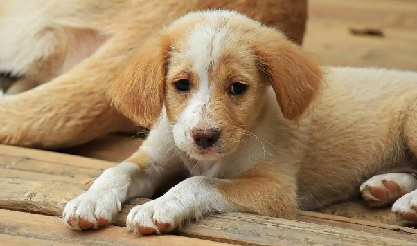 狗狗关节炎需要长期吃止痛药吗 狗狗关节炎需要长期吃止痛药吗