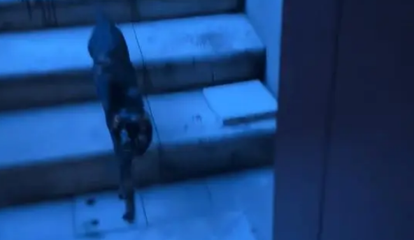 小姐姐捡到了一窝流浪猫,没想到当晚就被猫妈妈找上门,大声质问 小姐姐捡到了一窝流浪猫,没想到当晚就被猫妈妈找上门,大声质问