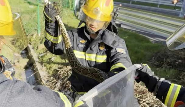 事发广东!高速收费站附近惊现2米长蟒蛇! 事发广东!高速收费站附近惊现2米长蟒蛇!