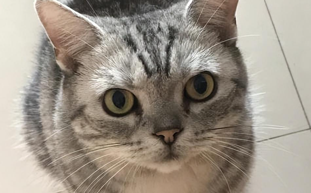 美国短毛猫掉毛“太严重”?多半是这些原因造成! 美国短毛猫掉毛“太严重”?多半是这些原因造成!