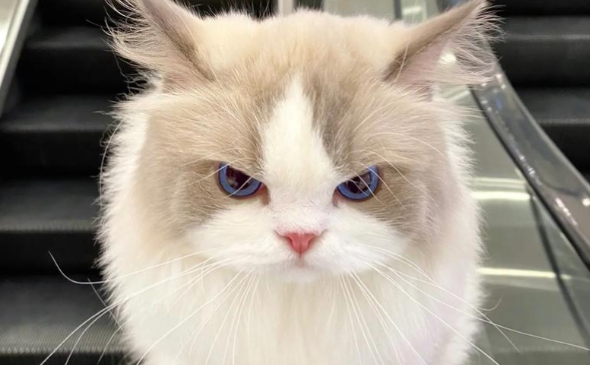 成都网红猫 “拽姐” 治愈百万网友,成打工人的 “精神嘴替” 成都网红猫 “拽姐” 治愈百万网友,成打工人的 “精神嘴替”