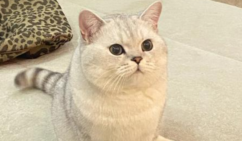 原来银渐层猫竟是“贵族血统”:源于英短的毛色选育杰作 原来银渐层猫竟是“贵族血统”:源于英短的毛色选育杰作