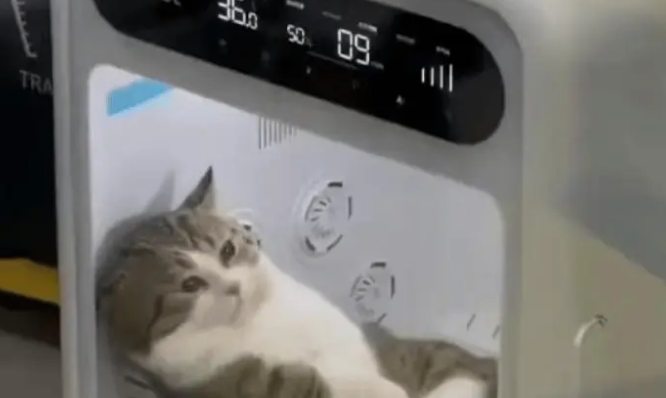 小姐姐给小猫洗完澡后，把小猫关进烘干箱烘干，没想到却忘了时间