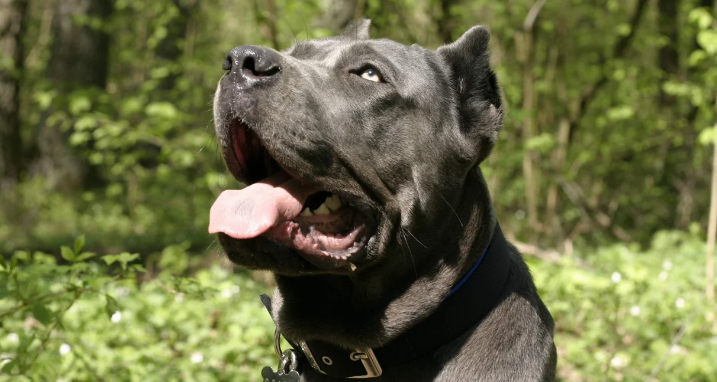 养宠必看！卡斯罗犬发情期的行为引导！