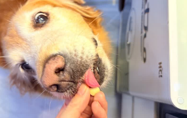 如何守护宠物关节健康?WBC鲨鱼软骨素的“护关节”实力藏在哪里 如何守护宠物关节健康?WBC鲨鱼软骨素的“护关节”实力藏在哪里