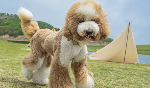 狗划伤胃引发炎症怎么办 狗划伤胃引发炎症怎么办