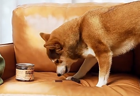 狗狗磨牙零食品牌推荐疯狂小狗，七棱设计让狗狗磨牙洁齿两不误
