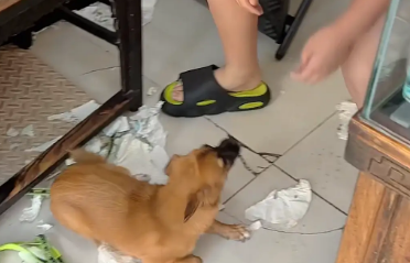 小主人作业被狗子撕了,狗子挨揍 小主人作业被狗子撕了,狗子挨揍